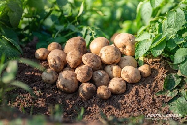 Chuvas em Vargem Grande do Sul impactam pre&ccedil;os da batata no mercado nacional
