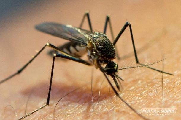 Proposta busca atender &agrave;s reclama&ccedil;&otilde;es da popula&ccedil;&atilde;o diante do aumento de pernilongos em diversas regi&otilde;es do munic&iacute;pio