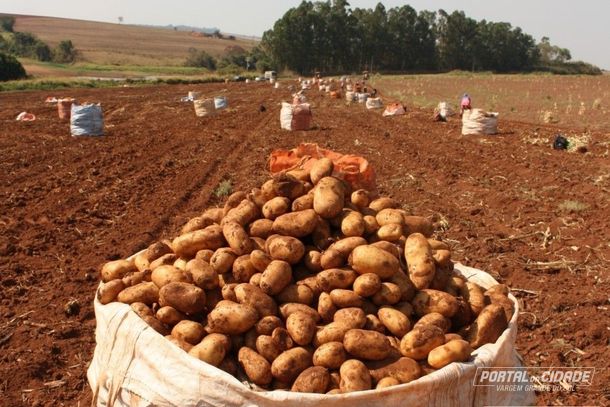Safra: Vargem Grande do Sul &eacute; uma das principais regi&otilde;es produtoras de batata do Brasil