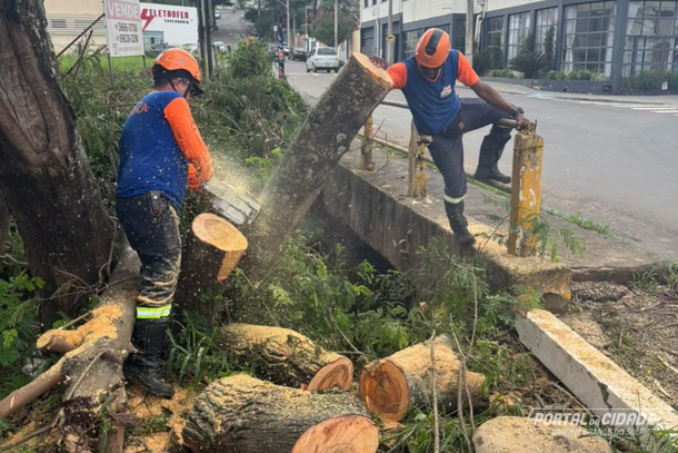 Defesa Civil retira &aacute;rvores pr&oacute;ximas &agrave; rede el&eacute;trica de Mococa
