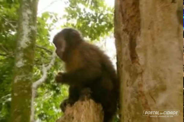 &Aacute;guas da Prata alerta visitantes para n&atilde;o alimentar macacos no Bosque