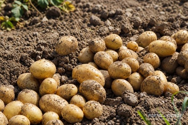 Safra de batata se aproxima do fim em Vargem em cen&aacute;rio de queda nos pre&ccedil;os do atacado
