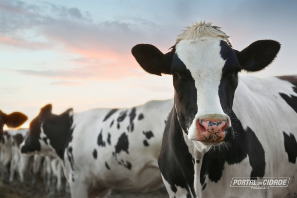 Curso gratuito de insemina&ccedil;&atilde;o artificial em tempo fixo ser&aacute; realizado