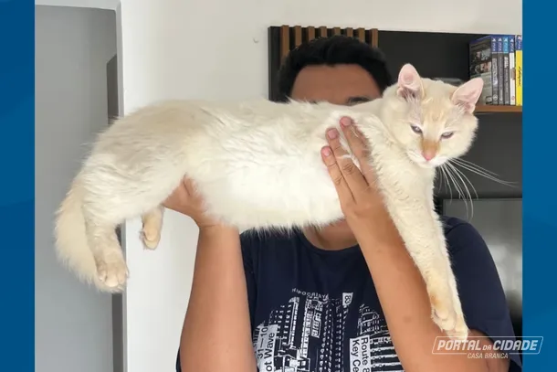  Gato desaparecido em Casa Branca: tutores oferecem recompensa para encontr&aacute;-lo