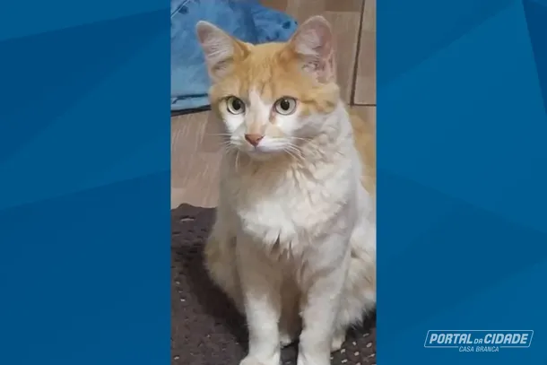 Tutora pede ajuda para encontrar sua gatinha desaparecida em Casa Branca
