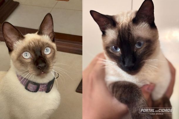 Fam&iacute;lia busca por gatinho desaparecido em Casa Branca