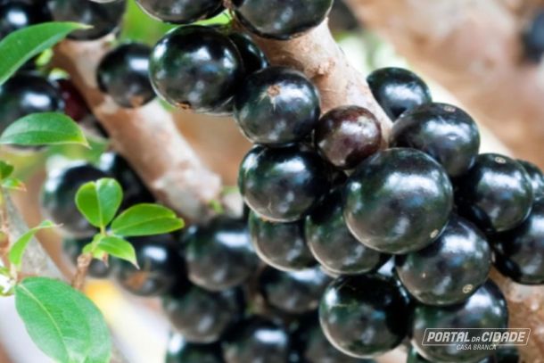 Jabuticaba est&aacute; entre as 10 melhores frutas do mundo