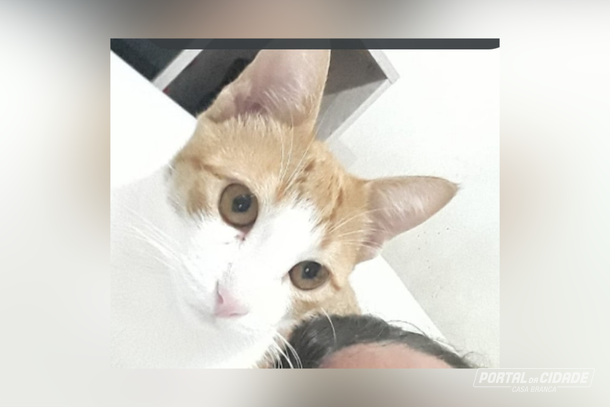 Gato sensorial de crian&ccedil;a autista desaparece em Casa Branca e fam&iacute;lia pede ajuda