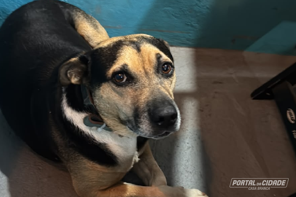 C&atilde;o comunit&aacute;rio desaparece de Casa Branca e &eacute; visto em Itobi