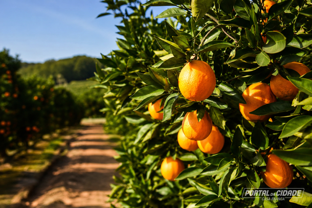 Casa Branca lidera produ&ccedil;&atilde;o nacional de laranja em 2024, apesar da queda na safra