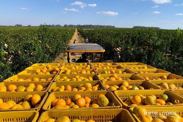 Suco de laranja fica livre de nova tarifa dos EUA, mas &oacute;leos essenciais s&atilde;o sobretaxados