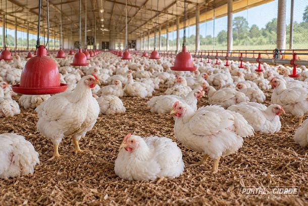 Casa Branca tem quase 28 frangos e galinhas por habitante, apontam dados do IBGE