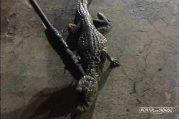 Animal foi solto na natureza.