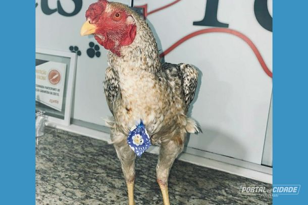 Galo Rufino todo elegante ap&oacute;s o banho.