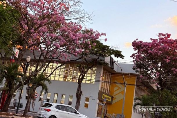 A recomenda&ccedil;&atilde;o &eacute; simples: ao passar pelas ruas da cidade, levante os olhos. Talvez voc&ecirc; encontre um c&eacute;u cor-de-rosa desenhado pelas flores dos ip&ecirc;s,