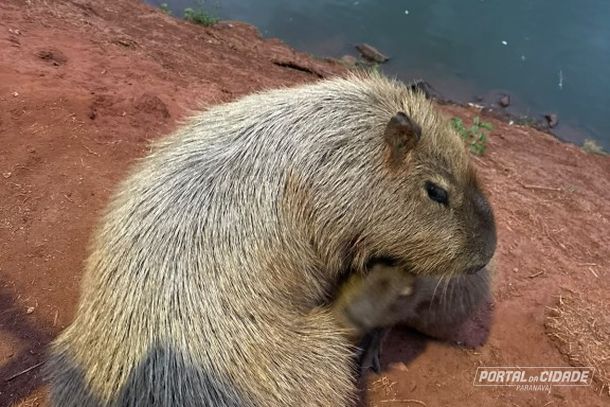 O trabalho, segundo o munic&iacute;pio, busca preservar a fauna silvestre e, ao mesmo tempo, garantir a seguran&ccedil;a de quem frequenta esses espa&ccedil;os.