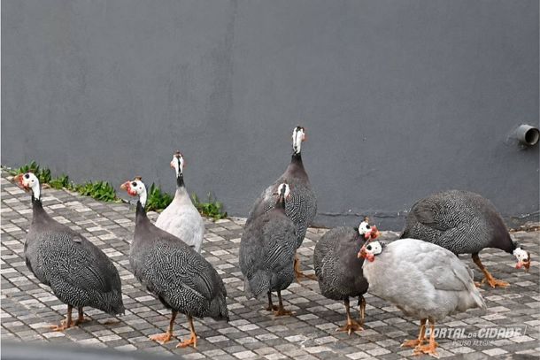 As angolas j&aacute; se acostumaram com a presen&ccedil;a das pessoas 