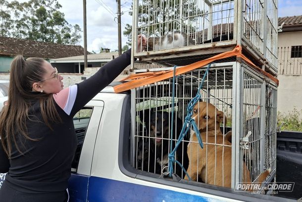 Defesa Animal realizando retirada de animais no bairro Santa Rosa.