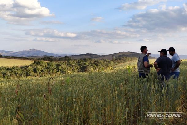 Pesquisador detalha, no campo, as vantagens do trigo como segunda safra