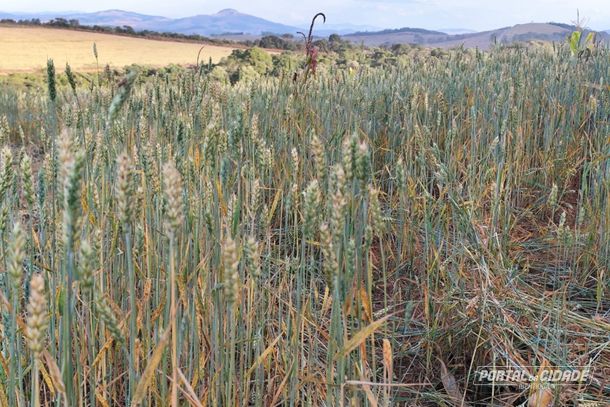 Campo de trigo