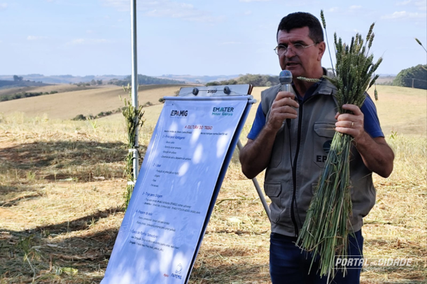 O pesquisador do Epamig, Maur&iacute;cio Coelho, com o trigo brilhante, estrela do evento