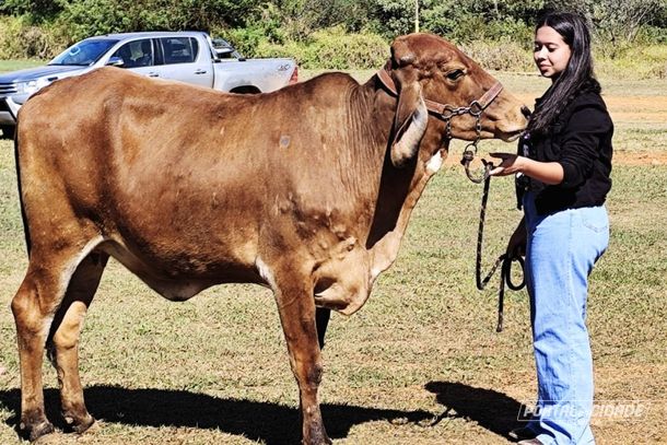 Propriet&aacute;ria com o animal pronto pro desfile