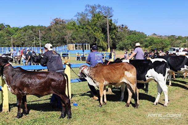 Animais esperam do lado de fora da pista