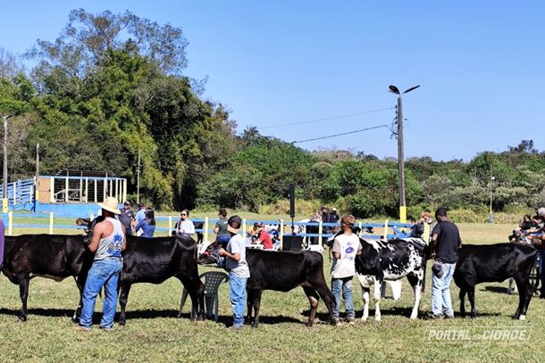 Animais esperam para entrar na pista