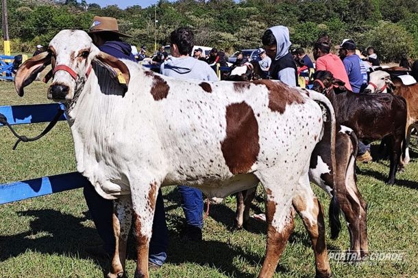 Um dos animais pronto para o desfile