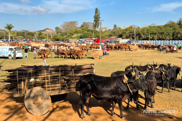 Carro de boi durante leil&atilde;o