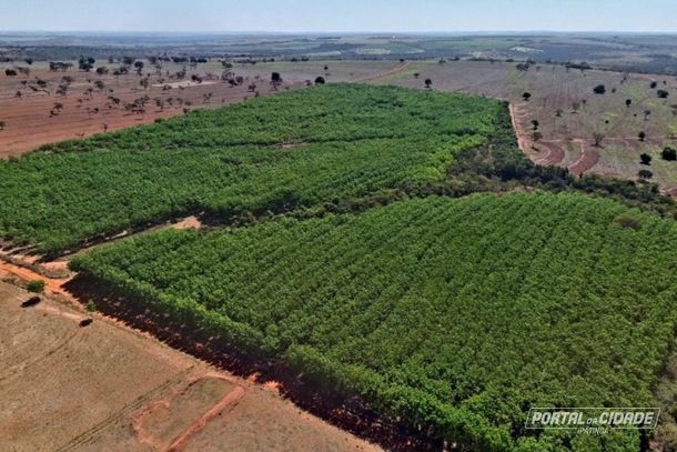 Seringal em produ&ccedil;&atilde;o em Minas Gerais  - uma das culturas com maior potencial de absorver o g&aacute;s carb&ocirc;nico da atmosfera e devolvendo oxig&ecirc;nio.