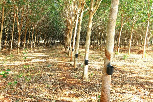 Seringal em produ&ccedil;&atilde;o em Minas Gerais  - uma das culturas com maior potencial de absorver o g&aacute;s carb&ocirc;nico da atmosfera e devolvendo oxig&ecirc;nio.