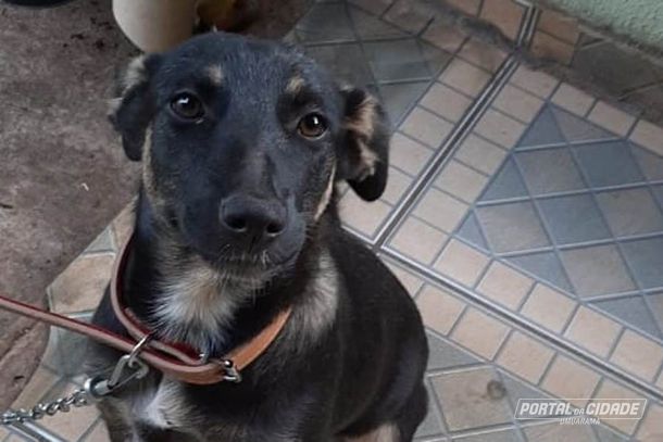 Lalinha é uma cachorra de porte médio para grande, não tem raça, mas, na própria tradução da atual tutora “é linda"