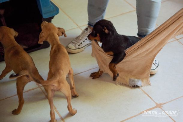 A Saau abriga atualmente mais de 100 animais, entre cães e gatos