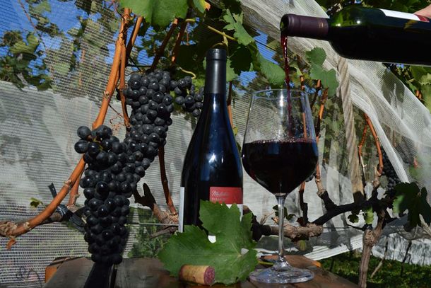 Andradas possui hoje oito vin&iacute;colas produzindo vinhos de qualidade