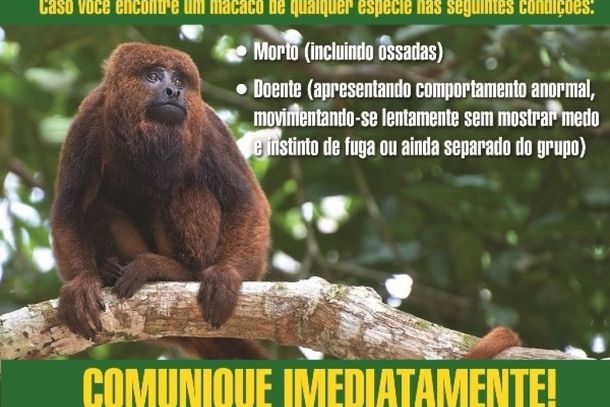 Causa da morte do macaco n&atilde;o foi identificada