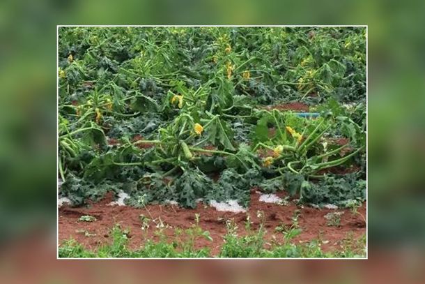 Setores de banana, tomate e uva tamb&eacute;m foram afetados