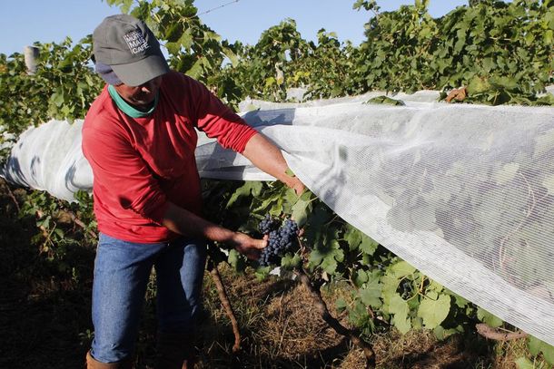 Colheita de ver&atilde;o das uvas tem previs&atilde;o de preju&iacute;zos
