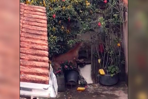 Felino n&atilde;o foi localizado pelos Bombeiros