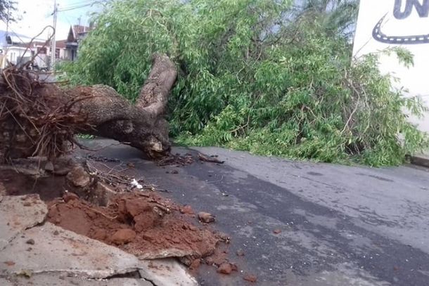 &Aacute;rvore inteira caiu no bairro Vila Leite