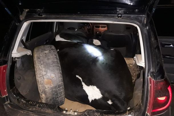 Animal foi encontrado sedado e amarrado