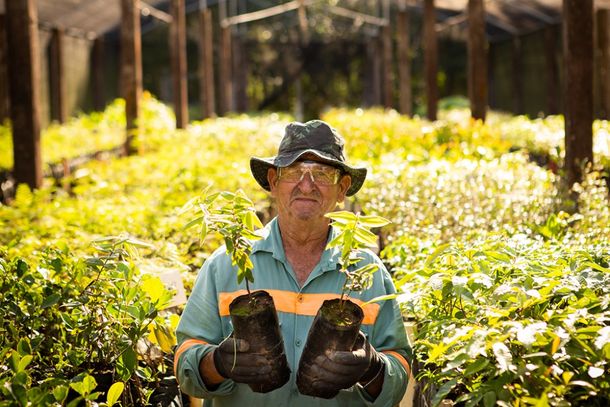 No Viveiro de Mudas da Alcoa s&atilde;o cultivadas mudas de esp&eacute;cies nativas para serem utilizadas na reabilita&ccedil;&atilde;o de &aacute;reas mineradas e tamb&eacute;m doadas &agrave; comunidade