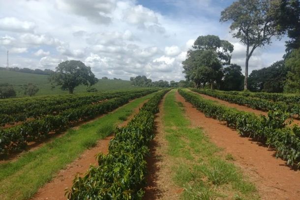 Cursos podem ser acessados por meio da plataforma e-Campo