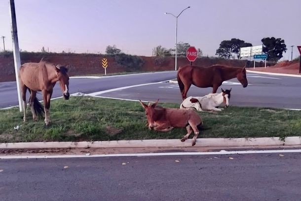 Cavalos soltos colocam motoristas em risco na MG-455, em Andradas