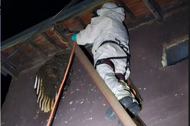 Bombeiros removem enxame de abelhas africanas no centro de Santa Rita de Caldas