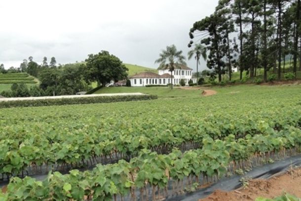 Dia de Campo acontece no dia 25 de novembro
