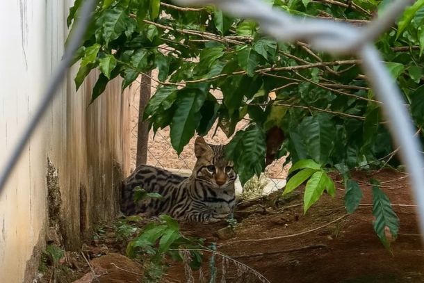 Jaguatirica é avistada em terreno baldio no Jardim Panorama, em Andradas