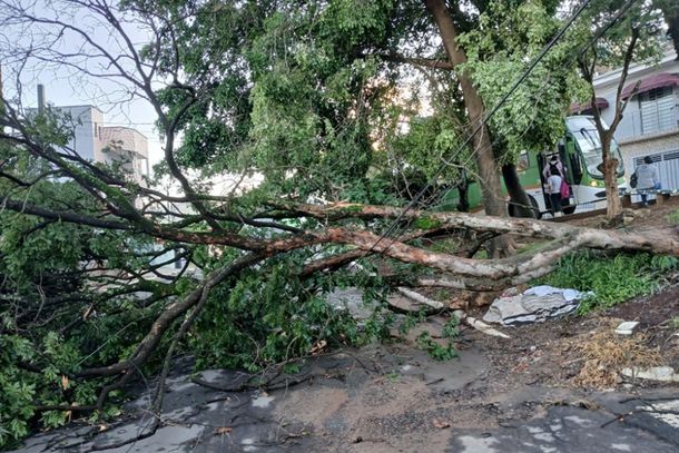 Temporal causa queda de árvore e mantém Andradas em alerta
