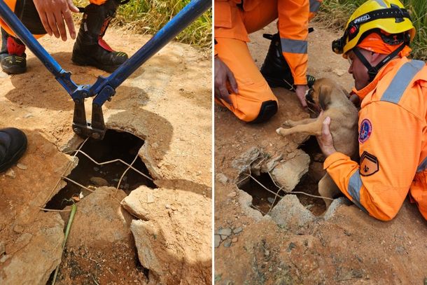 Bombeiros resgatam filhotes presos em manilha na zona rural de Andradas
