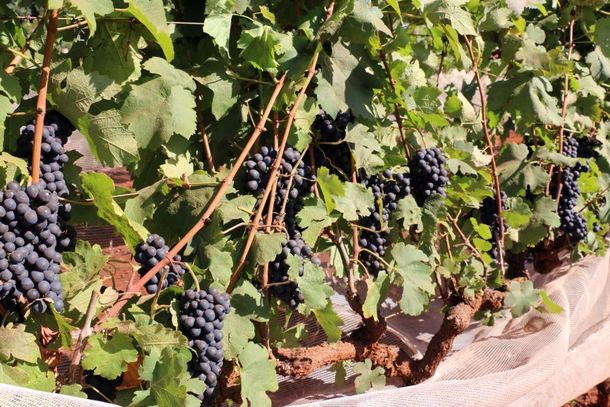 Epamig amplia variedades indicadas para dupla poda na viticultura